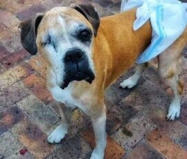 Greta resorted to a human nappy which works only for male dogs. Kerneelz developed urinary incontinence in his final years. This required many middle of night nappy changes and lost sleep!