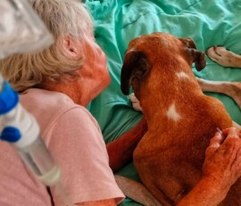 Kerneelz's granny, a retired hospice nursing sister, giving Kerneelz his daily subcutaneous infusion of electrolyte fluid therapy (vet Dr Heidi Kuhn taught her).