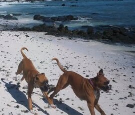 Kerneelz and Sophie as puppies, 2010. Melkbosstrand Beach was situated at the bottom of the road where Kerneelz and Sophie spent their first two years.