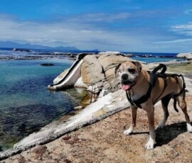 Kerneelz at Miller's Point, Cape Town, a regular favourite trip in his oldest years post vestibular episode.