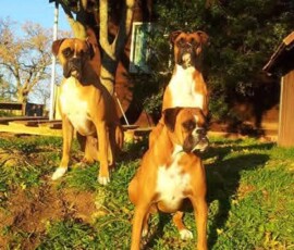 Kerneelz (left rear) with Oscar and Sophie at their farm in the Paardeberg Conservancy, Malmesbury. They spent two glorious years in the Swartland. Sophie survived a cobra bite on the farm.