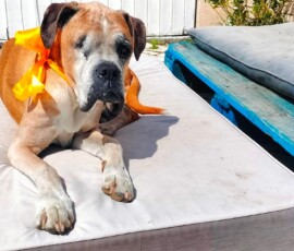 Every month for the last year of Kerneelz's life Greta tied a yellow ribbon around his neck for a photo on the 19th in celebration of another month following his 19 December birthday.